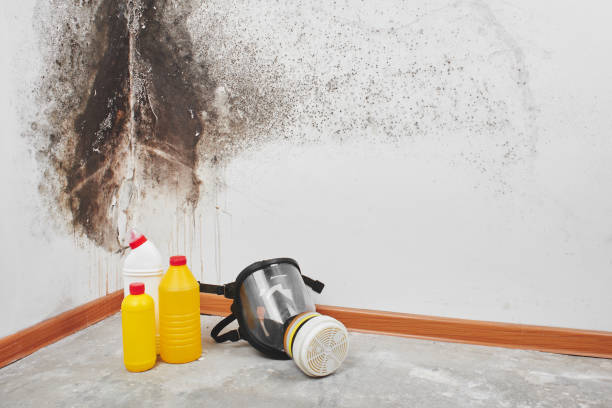 Best Local Mold Removal Service  in Wellston, MO
