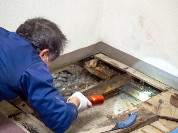 Best Black Mold Removal  in Wellston, MO