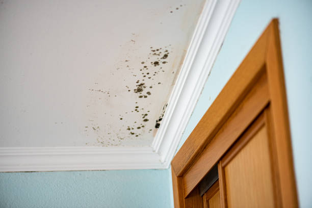 Best Mold Damage Repair  in Wellston, MO