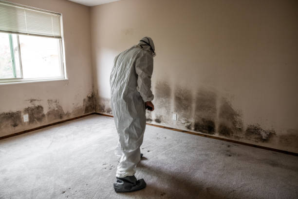Best Mold Remediation  in Wellston, MO