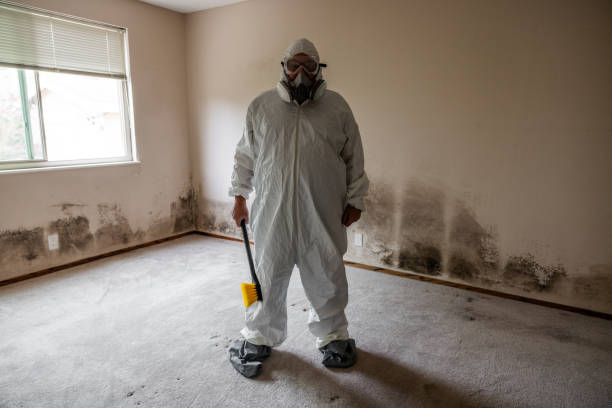 Best Same-Day Mold Removal  in Wellston, MO