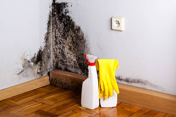 Best Mold Remediation Experts  in Wellston, MO