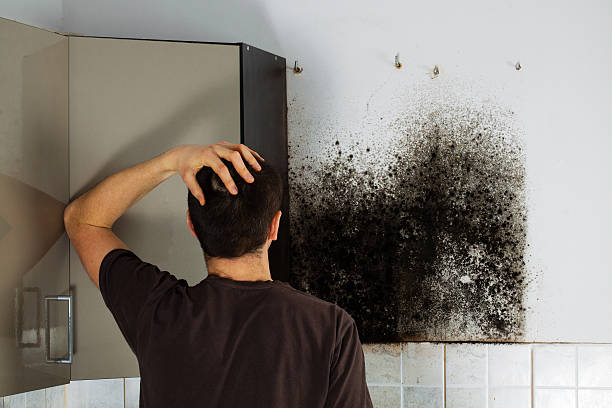 Best Mold Testing  in Wellston, MO