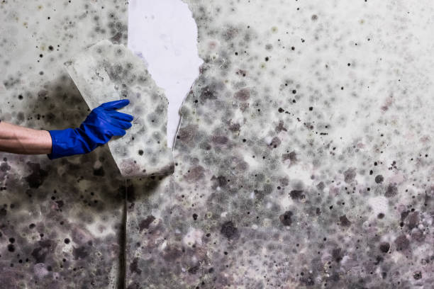 Best Affordable Mold Removal  in Wellston, MO