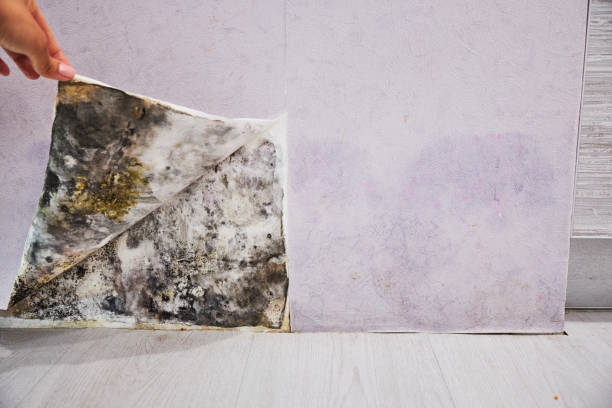 Professional Mold Removal in Wellston, MO